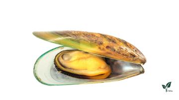 Green Lipped Mussel Powder