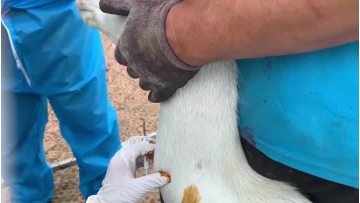 Animal microchip implantation