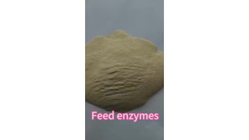 Feed enzymes Phytase