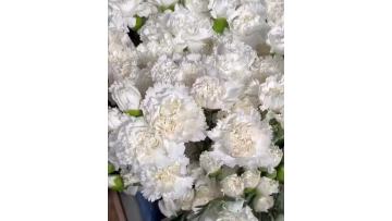 Single-headed carnation with white