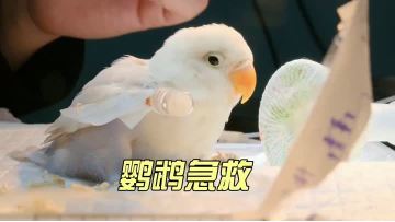 Parrot First Aid