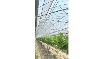 Multi-span Film Greenhouse for Grape planting