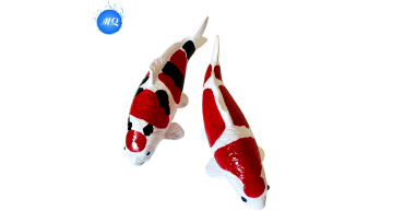 Ornaments-Koi Model