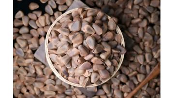 Roasted Delicious Pine Nut