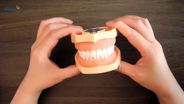 dental model