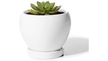 Plant Stand Indoor
