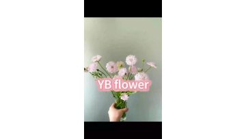 Pink Blue Lace Flower Fresh Cut Flowers Trachymene Coerulea for Wedding & Event Decor