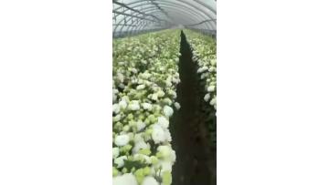 Wholesale Eustoma White Wave Petal Fresh Cut Flower Lisianthus
