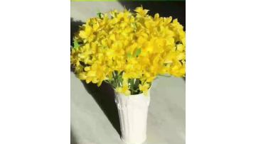 Yellow Alstroemeria – Premium Fresh Cut Flower suit for wedding