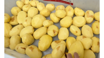 Potato washing and peeling machine