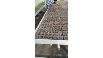 Automatic ebb and flow Table mobile seedbed For hydroponic agricultural greenhouse1