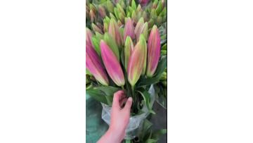 Prafando Lily Harvest