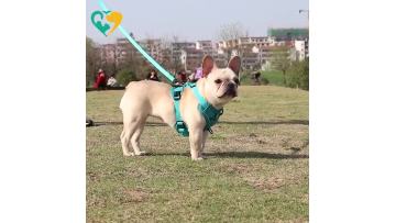 dog harness