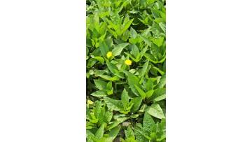 Young Belladonna Plant in Natural Habitat