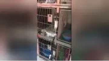 Animal Care Pet ICU Cage for Vet Clinic Hospital Inpatient Oxygen Cabin Cat Dog Stainless Steel House1