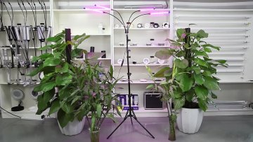 LED Grow Light Full Spectrum Phytolamps DC 5V USB with Timer Tripod For Greenhouse indoor Plant Flower VEG seedling Succulent1