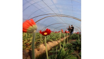 Single Greenhouse for Flower Planting