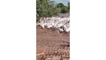 our new poultry farm
