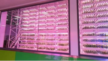 Interior of a plant 2