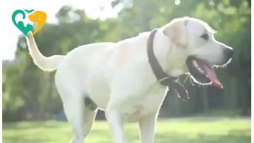 bottle for dog water