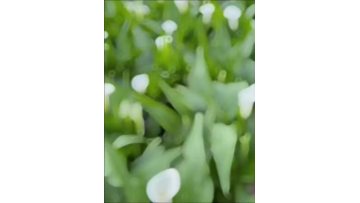 Fresh cut of white Calla lily