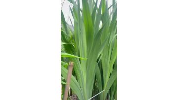 Fresh Cut Flowers White Gladiolus Bulk Wholesale for Wedding Decoration