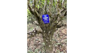 Tea‑growing Environment of Lahu Mountain (2)