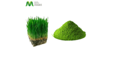 Natural Instant Solubility Wheat Grass Powder Organic1