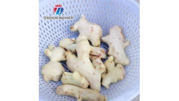 TS-Q50 Commercial ginger julienne cutter