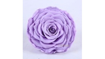 Culinan Wholesale DIY Christmas Teachers Day Giant Eternal Rose Mini Preserved Roses1