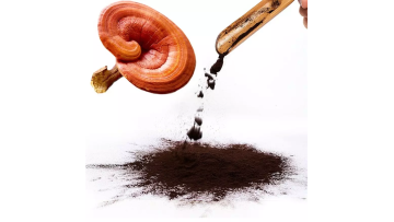 Ganoderma lucidum extract