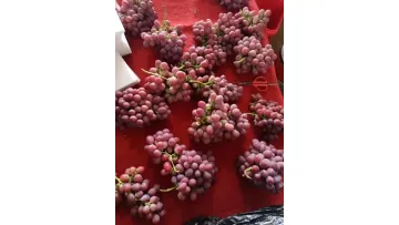 Sweet Fresh Grape Summer Black Grape Fruit Fresh Grape Whole1