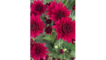 Red Dante Chrysanthemum