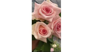 Wedding Pink Rose Bouquet