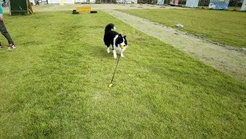 elastic pull molar ball for dog training