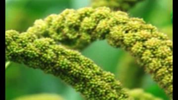 Grains of rice Factory video10