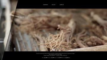 Korean Red Ginseng