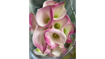 light pinck calla lily