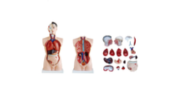 Gelsonlab HSBM-010 Human Anatomy Torso Model - 19 Part Male Torso1