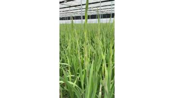 Green Gladiolus Flowers Wholesale for Wedding Decor & Event