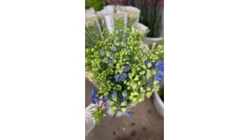 Larkspur Delphinium Flower