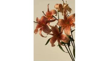 Little Ai spray Lily