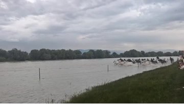 Bettersafe Safe Team Building Trip in Zhaosu Xinjiang Witness the Magnificent Heavenly Horses Bathing