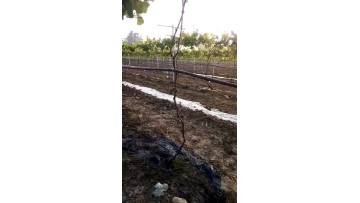 Grape inlaid drip irrigation tube