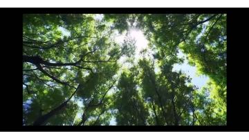 Forest Sky Mirror 1