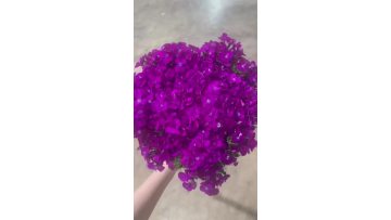Sending Lovesickness By Plum Wax Flower