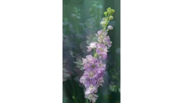 High Quality Natural Light Purple Violet Plants for Indoor Garden