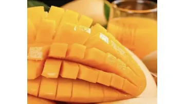 Fresh Green Mangoes in Bulk Perfect for Dried Snacks, Sauces & Vegan Recipes – SGS Certified & Phytosanitary1