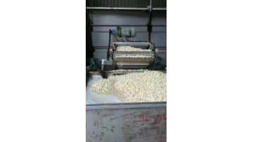 peeled garlic processing