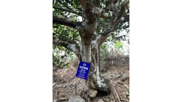 2026 Iceland Ancient Tree Loose Raw Pu'er Tea, 100g Pack